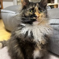 お座りする猫