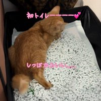 猫トイレの中にいる子猫