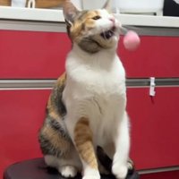 顔にボールが当たって口を開く猫