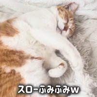 寝ている猫