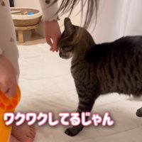 女の子の手にすり寄る猫