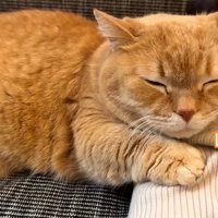 腕枕で寝る猫