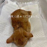 ペットシーツの上の子猫