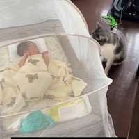 床で寝ている赤ちゃんを見ている猫