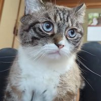 横を向く猫