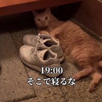 玄関でくつろぐ猫