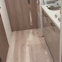 凝視する猫