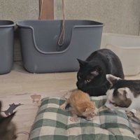 子猫の周りに集まる猫たち