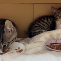 ごはんを食べる子猫と眠る子猫