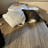 ビニール袋の中に頭を入れる猫