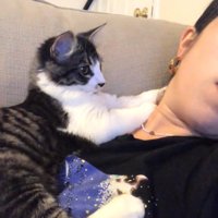 飼い主の上に乗っている子猫