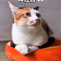 のんびりくつろぐ猫