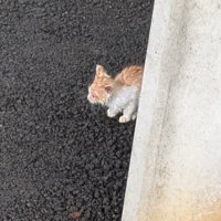 駐車場で発見された福ちゃん