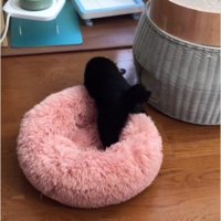 ベッドを運んでいる猫