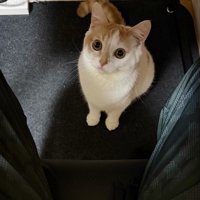 飼い主の足元から飼い主を見上げる猫