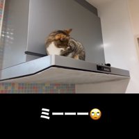 無視する猫