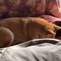 下を向く犬