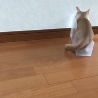 ケースに入る猫