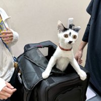 黒いキャリーバッグから身を乗り出す猫