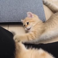 尻尾で遊ぶ子猫