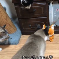 再び人形に近づく猫