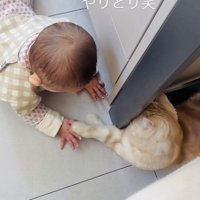 手をちょんちょんし合うスコティッシュフォールドと赤ちゃん