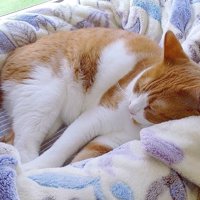 猫ベッドで横になる猫