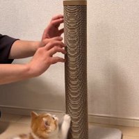 爪とぎのやり方を教わる猫