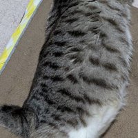 シャムトラの背中の模様