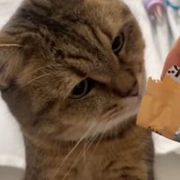 ド迫力おやつタイム