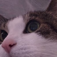 目を丸く見開いたキジ白猫の顔の一部