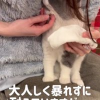 顔を拭かれる猫