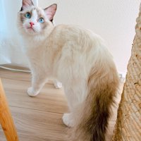 振り向く猫