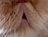 眠っている猫の口