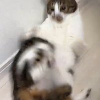 驚いた表情の猫