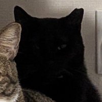 キジ白猫の後ろに座っている黒猫