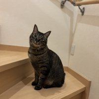 階段のところにいるキジトラ猫