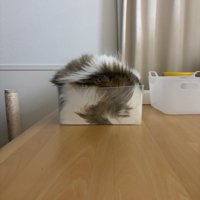 透明なカゴの中でくつろぐ猫