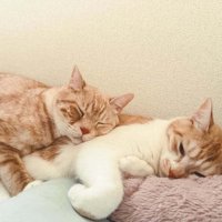 寝ている2匹の猫