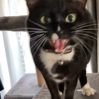 挨拶してくれる猫