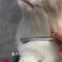 猫の首に優しくコームを当てる飼い主