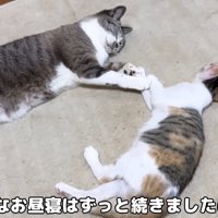 寝ている2匹の猫