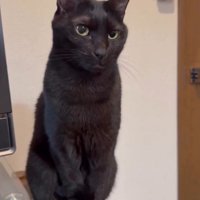 棚の上に乗って飼い主を見つめる猫