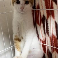 茶白猫が立ち上がり前足を人の手に乗せている（耳まで写っている）