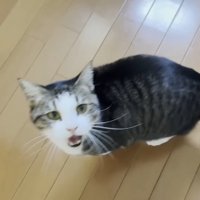 キッチンでママに向かって鳴くキジ白猫