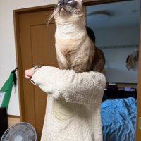 上を向く猫