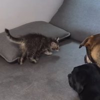 ソファの上を行ったり来たりする猫
