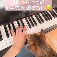 ピアノを弾く人と猫