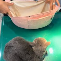 バッグを見る猫