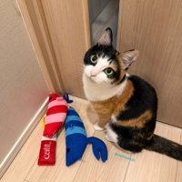 オモチャを持ってきたナツちゃん
